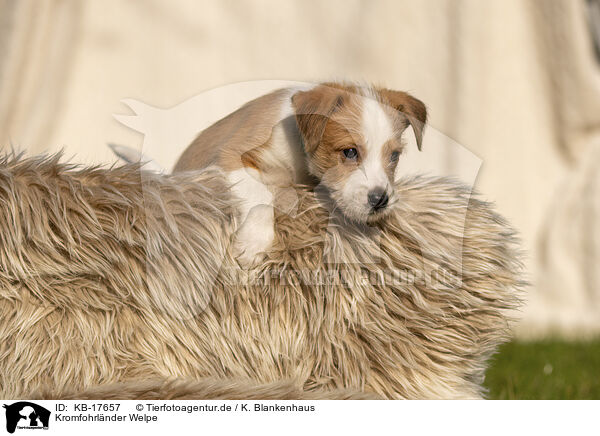 Kromfohrlnder Welpe / Krom puppy / KB-17657