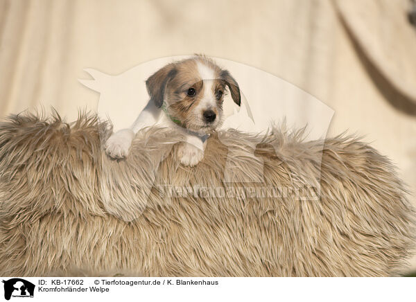 Kromfohrlnder Welpe / Krom puppy / KB-17662