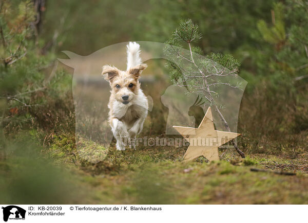 Kromfohrl�nder / Krom dog / KB-20039