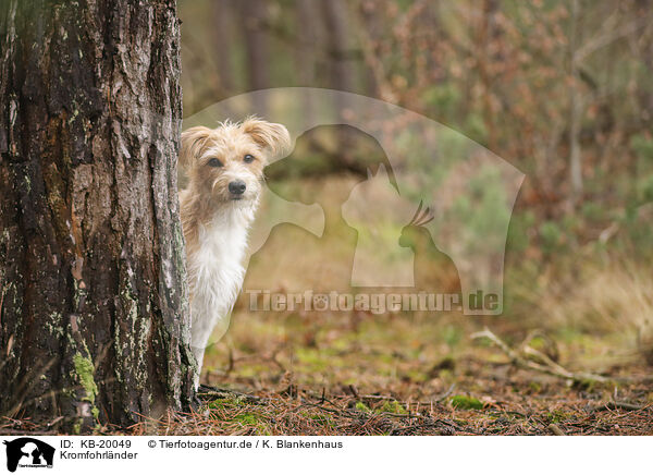 Kromfohrl�nder / Krom dog / KB-20049