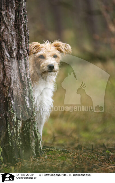 Kromfohrl�nder / Krom dog / KB-20051