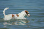 Kromfohrlnder am Strand