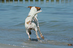 Kromfohrlnder am Strand