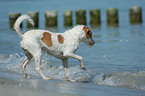 Kromfohrlnder am Strand