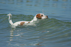 Kromfohrlnder am Strand