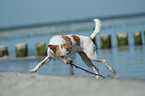 Kromfohrlnder am Strand