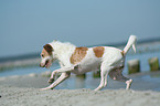 Kromfohrlnder am Strand