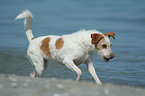 Kromfohrlnder am Strand