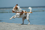 Kromfohrlnder am Strand