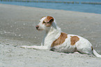 Kromfohrlnder am Strand