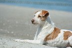 Kromfohrlnder am Strand