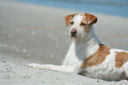 Kromfohrlnder am Strand