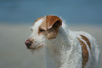 Kromfohrlnder am Strand