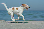 Kromfohrlnder am Strand