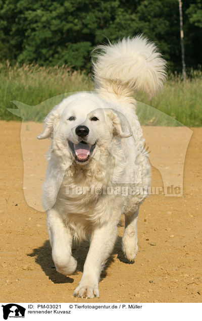 rennender Kuvasz / running Kuvasz / PM-03021
