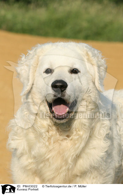 Kuvasz Portrait / PM-03022