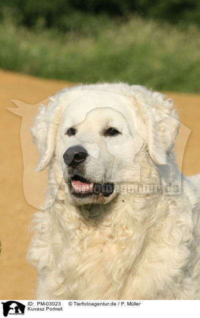 Kuvasz Portrait / Kuvasz Portrait / PM-03023