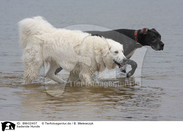 badende Hunde / bathing dogs / BM-02407