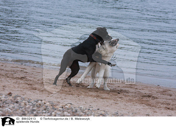 spielende Hunde / playing dogs / BM-02413