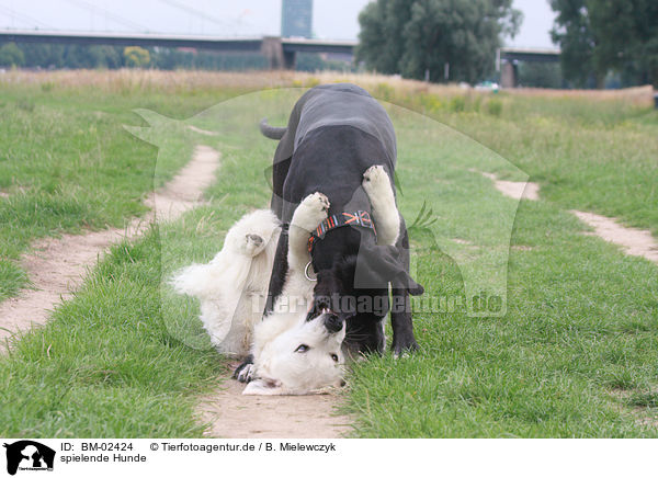 spielende Hunde / playing dogs / BM-02424