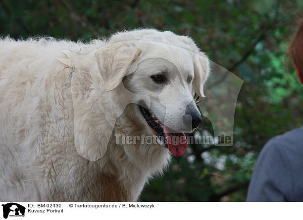 Kuvasz Portrait / BM-02430