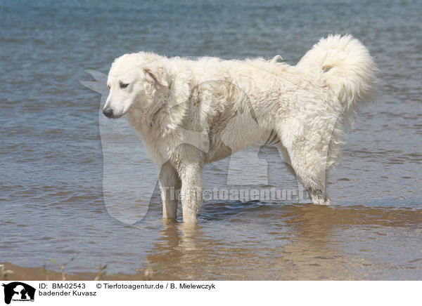 badender Kuvasz / bathing Kuvasz / BM-02543