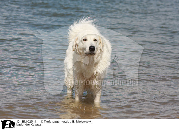 badender Kuvasz / BM-02544