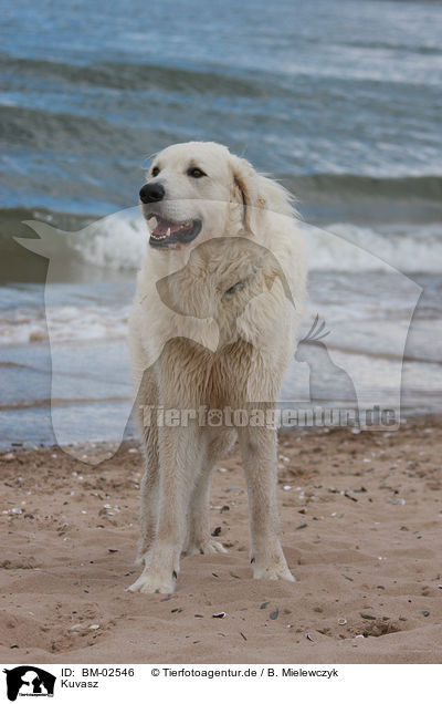 Kuvasz / Kuvasz / BM-02546