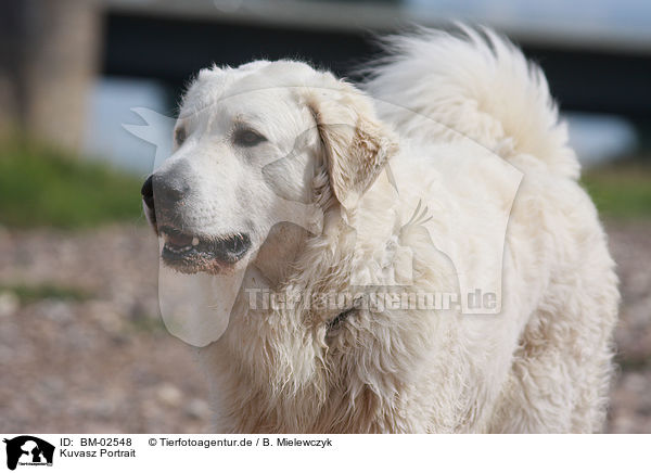 Kuvasz Portrait / BM-02548