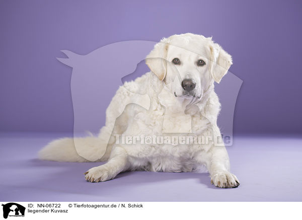 liegender Kuvasz / NN-06722