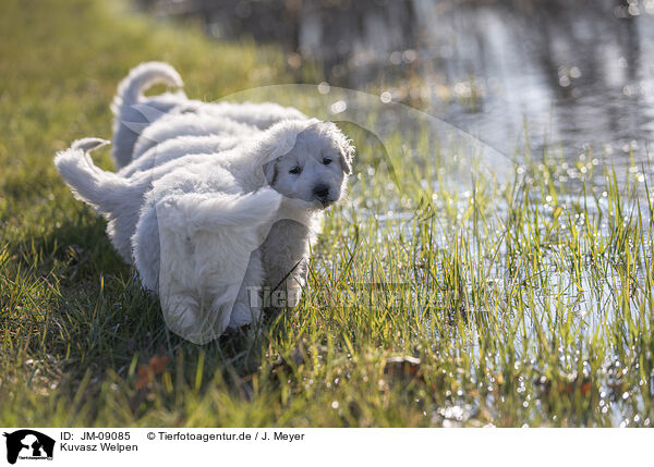 Kuvasz Welpen / JM-09085