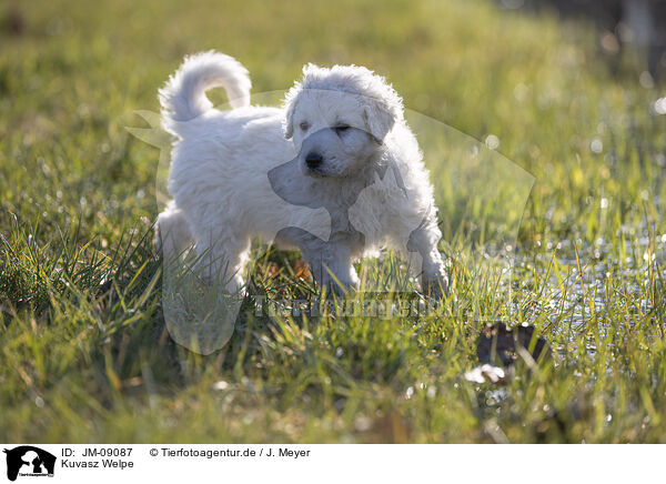 Kuvasz Welpe / Kuvasz Puppy / JM-09087