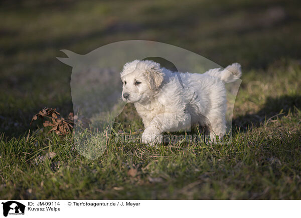 Kuvasz Welpe / JM-09114