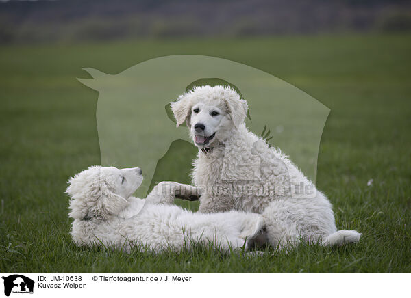 Kuvasz Welpen / JM-10638