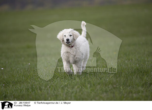 Kuvasz Welpe / JM-10647