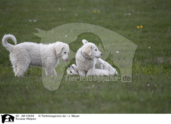 Kuvasz Welpen / JM-10648