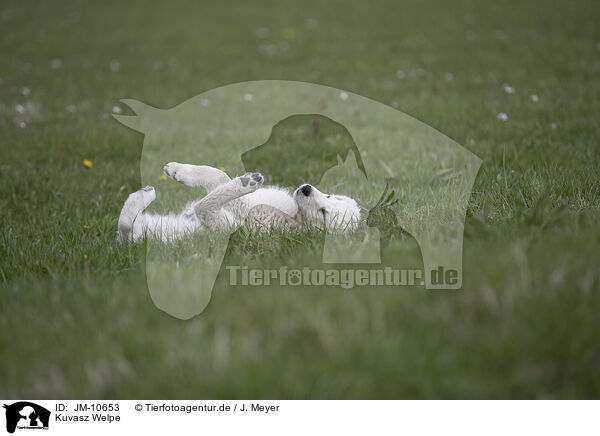 Kuvasz Welpe / Kuvasz Puppy / JM-10653