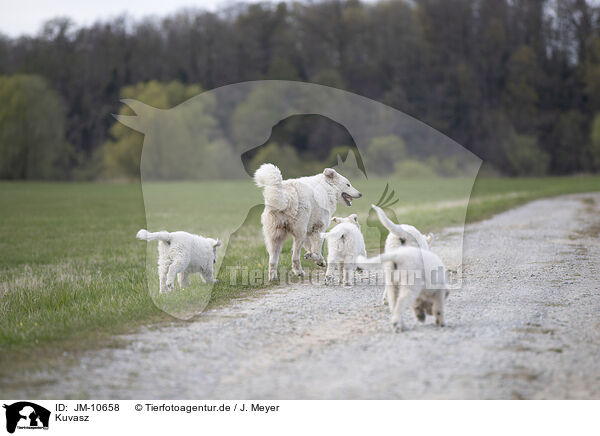 Kuvasz / JM-10658