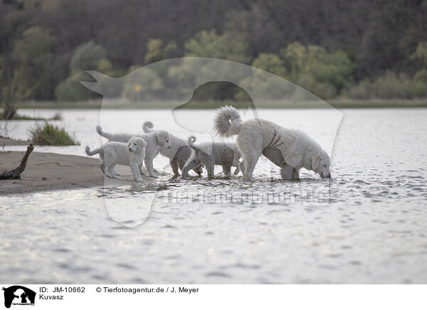 Kuvasz / Kuvasz / JM-10662