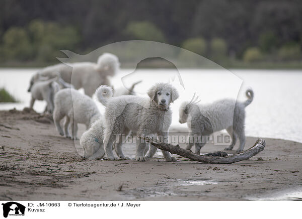 Kuvasz / Kuvasz / JM-10663