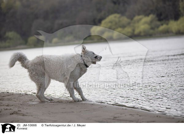 Kuvasz / Kuvasz / JM-10666