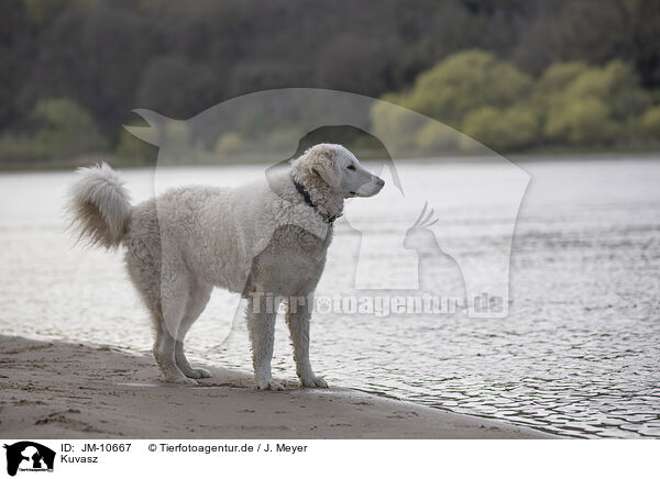 Kuvasz / Kuvasz / JM-10667