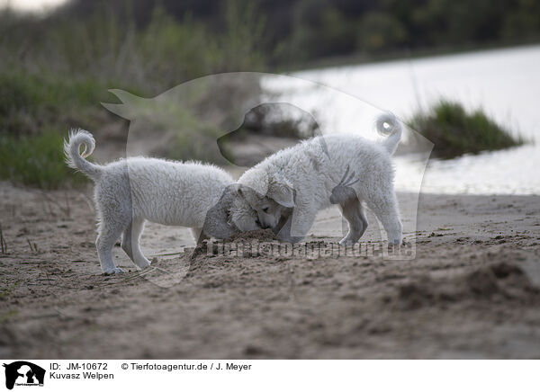 Kuvasz Welpen / JM-10672