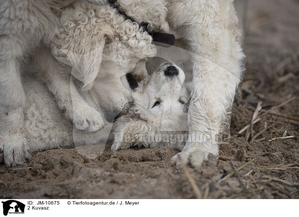 2 Kuvasz / JM-10675