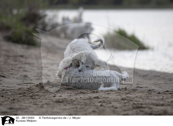 Kuvasz Welpen / JM-10682