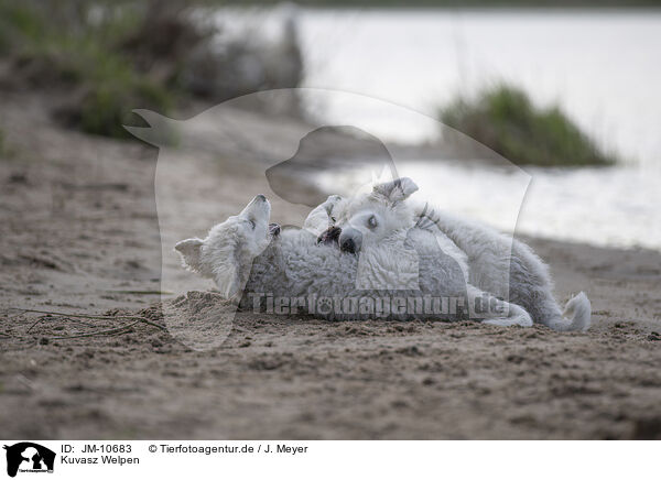 Kuvasz Welpen / JM-10683