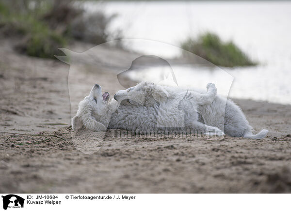 Kuvasz Welpen / Kuvasz Puppies / JM-10684