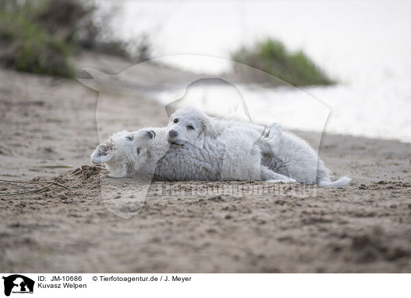 Kuvasz Welpen / JM-10686