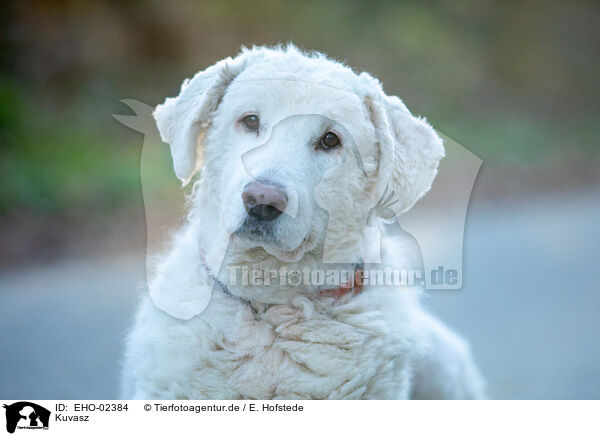 Kuvasz / Kuvasz / EHO-02384