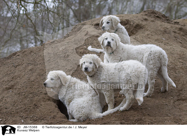 Kuvasz Welpen / JM-15368